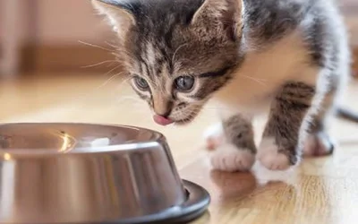 Можно ли котятам корм взрослых кошек