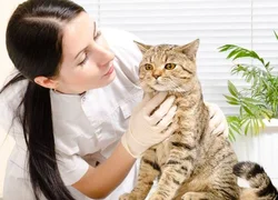 Общий анализ крови у кошек