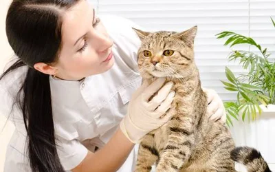 Общий анализ крови у кошек