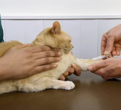 Зачем кошкам необходим общий анализ крови