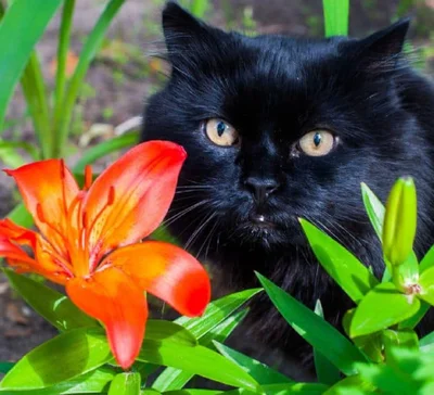 Чем опасны лилии для кошек