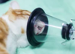 Осложнения после наркоза у кошек