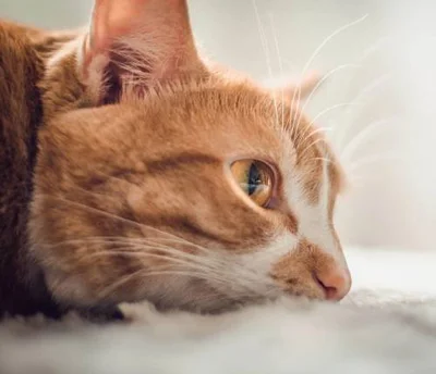 Причины развития остеохондромы у кошек