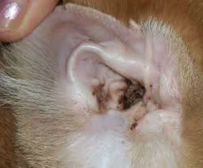 Причины воспалений в ушах
