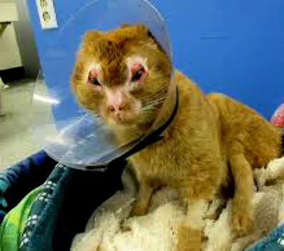 Лечение ожогов у кошек