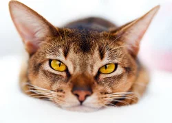 Панлейкопения у кошек симптомы и лечение