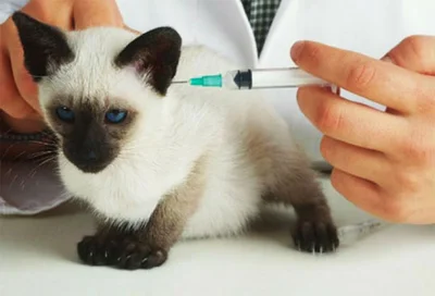 Лечение панлейкопении кошек