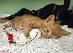 Переливание крови у кошек