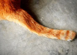 Перелом хвоста у кошки