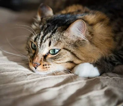Общие сведения о вирусном лейкозе кошек