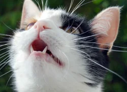 Пневмония у кошек
