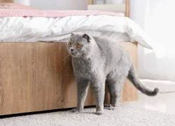 Почему кастрированный кот может метить начать в квартире