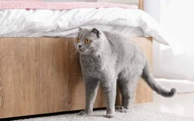 Почему кастрированный кот может метить начать в квартире