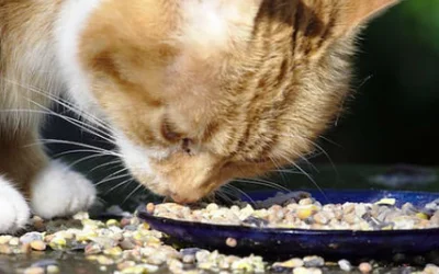 Почему кошка плохо ест и худеет