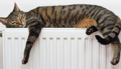 Так почему же кошки теплые