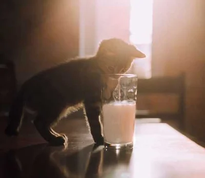 Почему кошкам нельзя молоко