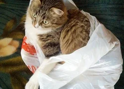 Почему кошки любят пакеты