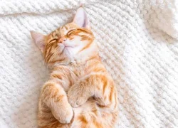 Почему кошки любят спать