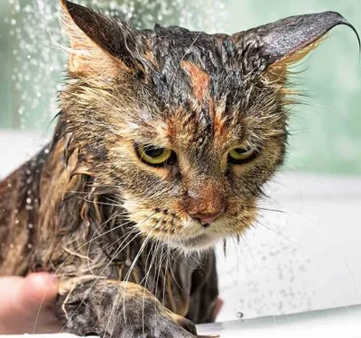 Почему кошки не любят воду