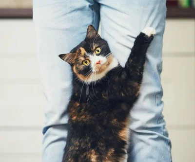 Как отучить кошку тереться об ноги