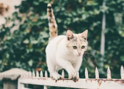 Почему кошки хорошо держат равновесие