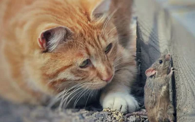 Почему не производят корм для кошки со вкусом мышки