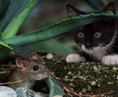 Роль мышки в жизни кошки