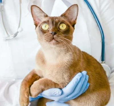 Причины развития у кошек поликистоза