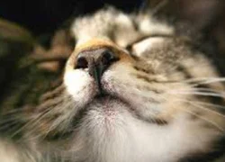 Полипы дыхательных путей у кошек