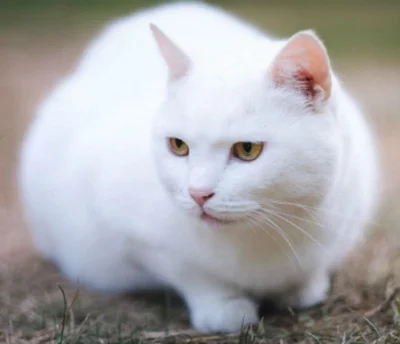 Породы кошек белого цвета