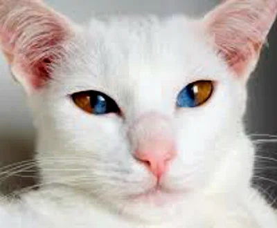 Особенности шерсти белых кошек