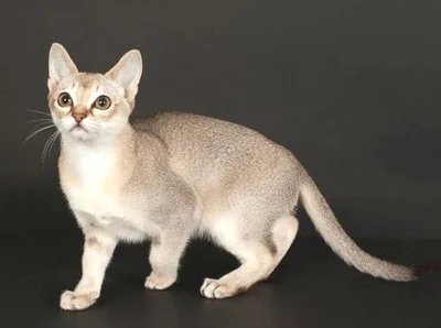 Представители кошек породы  Сингапура обладают изящной красотой, которая выражается во всех частях тела