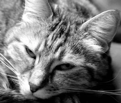 Кисточки на ушах у кошек