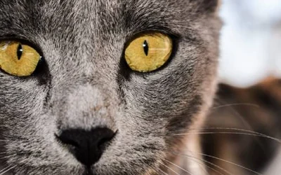 Породы кошек с желтыми глазами