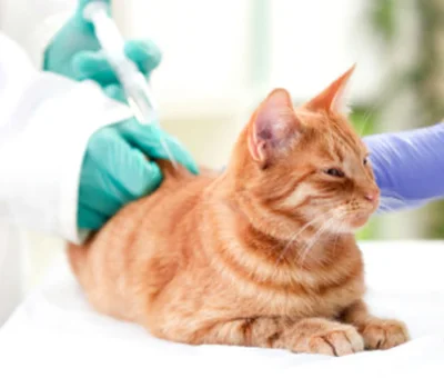Диагностика диабета у кошек и котов