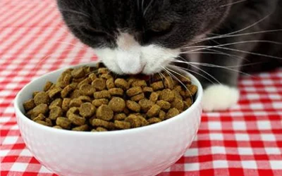 Повышенный аппетит у кошки