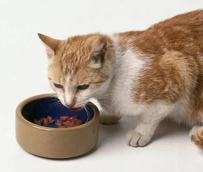 Причины развития повышенного аппетита у кошек