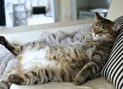 Причины ожирения у кошек