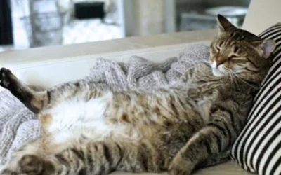 Причины ожирения у кошек