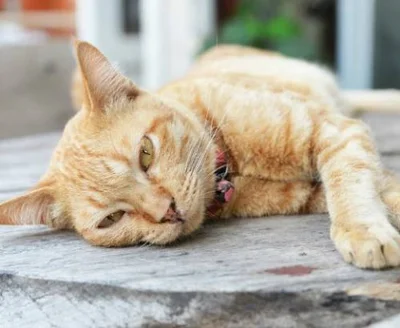 Причины жировой дистрофии печени у кошек