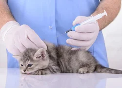 Прививки котятам - какие и когда делать
