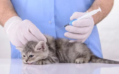 Прививки котятам - какие и когда делать