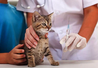 Для иммунизации котят используются вакцины двух разновидностей