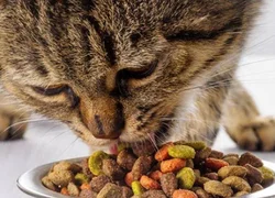 Приводит ли кормление кошки только сухим кормом к мочекаменной болезни