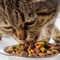 Приводит ли кормление кошки только сухим кормом к мочекаменной болезни