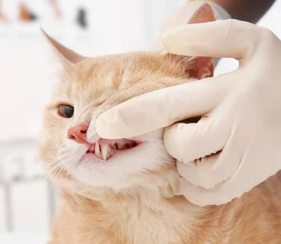 Особенности зубов у кошек