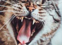 Протезирование зубов кошкам