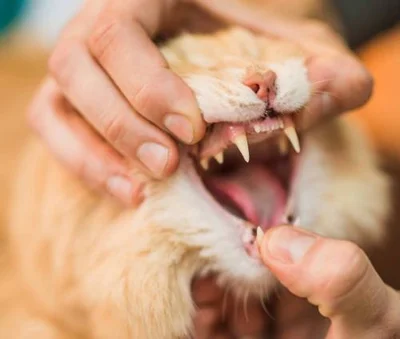Когда кошкам протезируют зубы