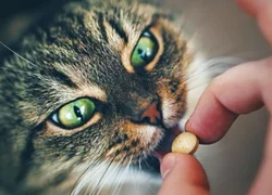 Противовоспалительные средства для кошек