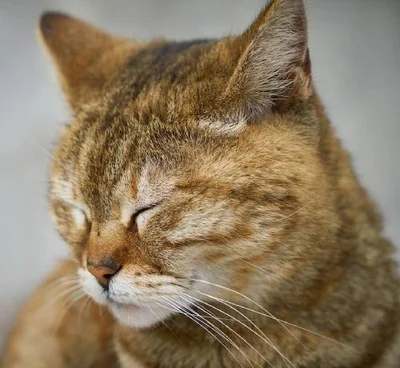 Симптомы ринотрахеита у кошек